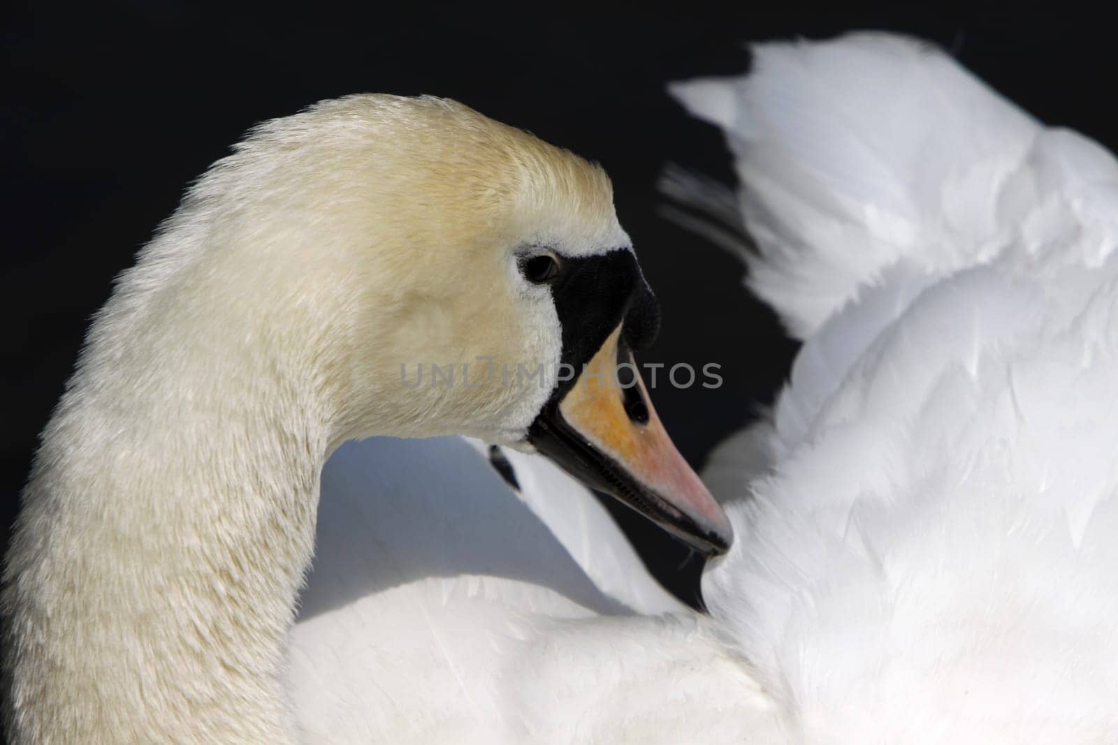 Mute swan