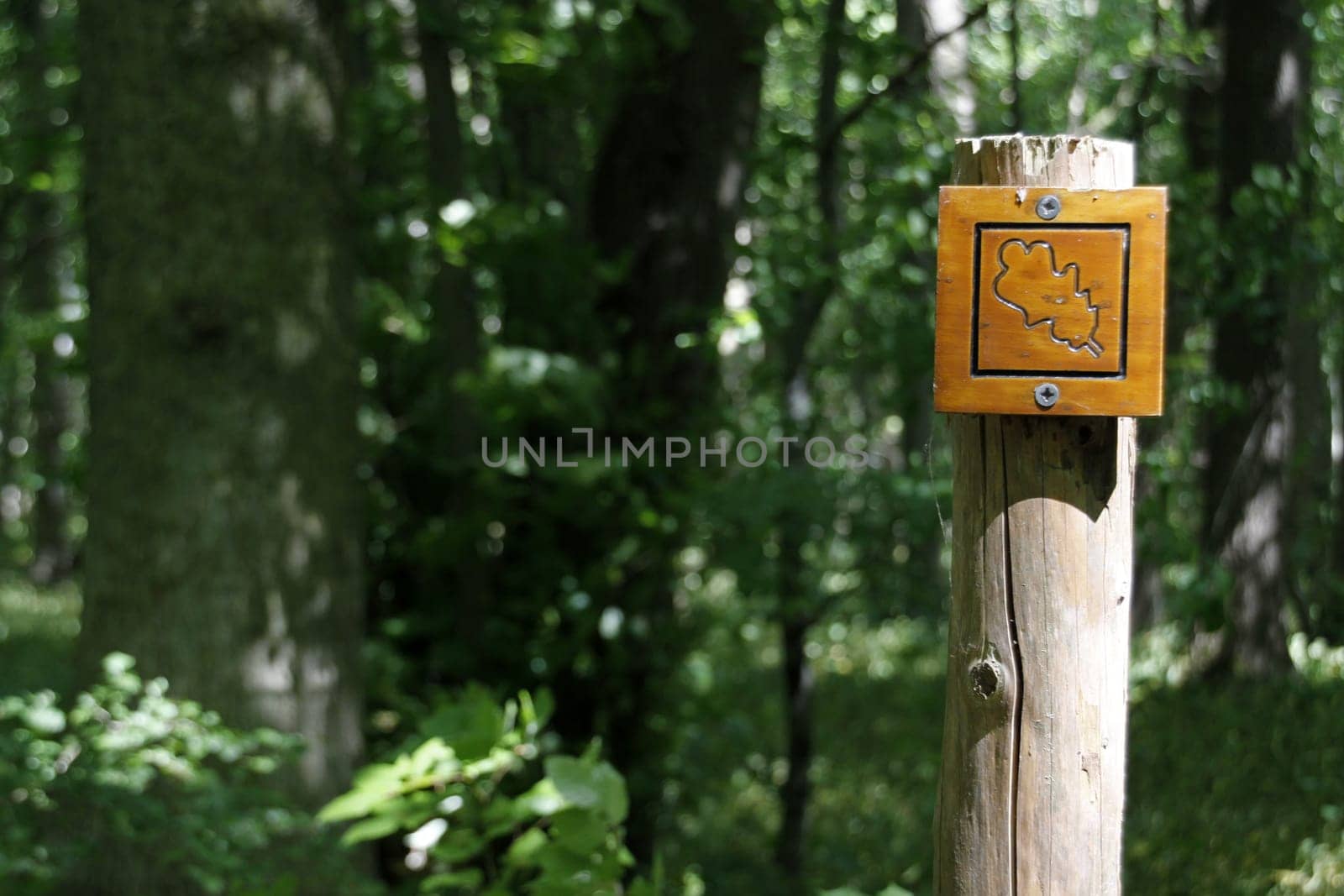 Hiking trail signs in the Hainich National Park
