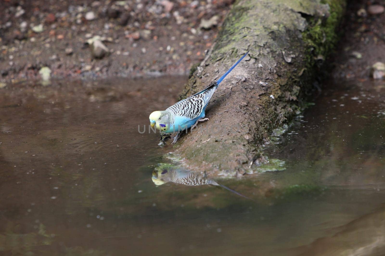 Blue budgie by the water