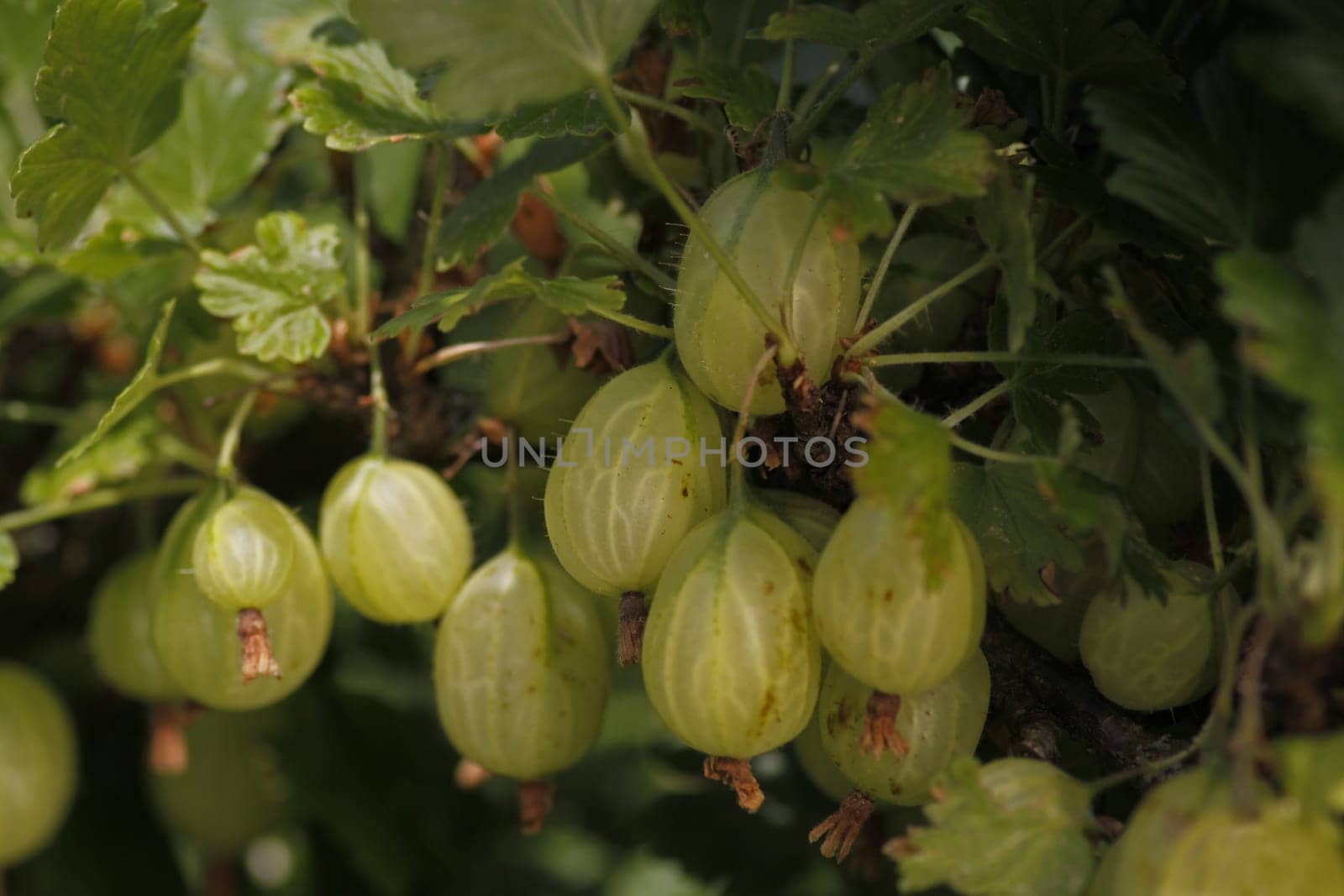 Gooseberries