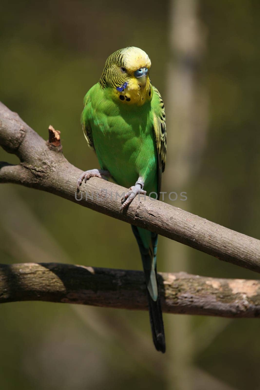 Budgerigar