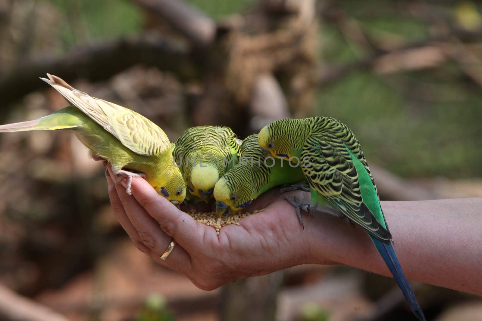 Budgie feeding