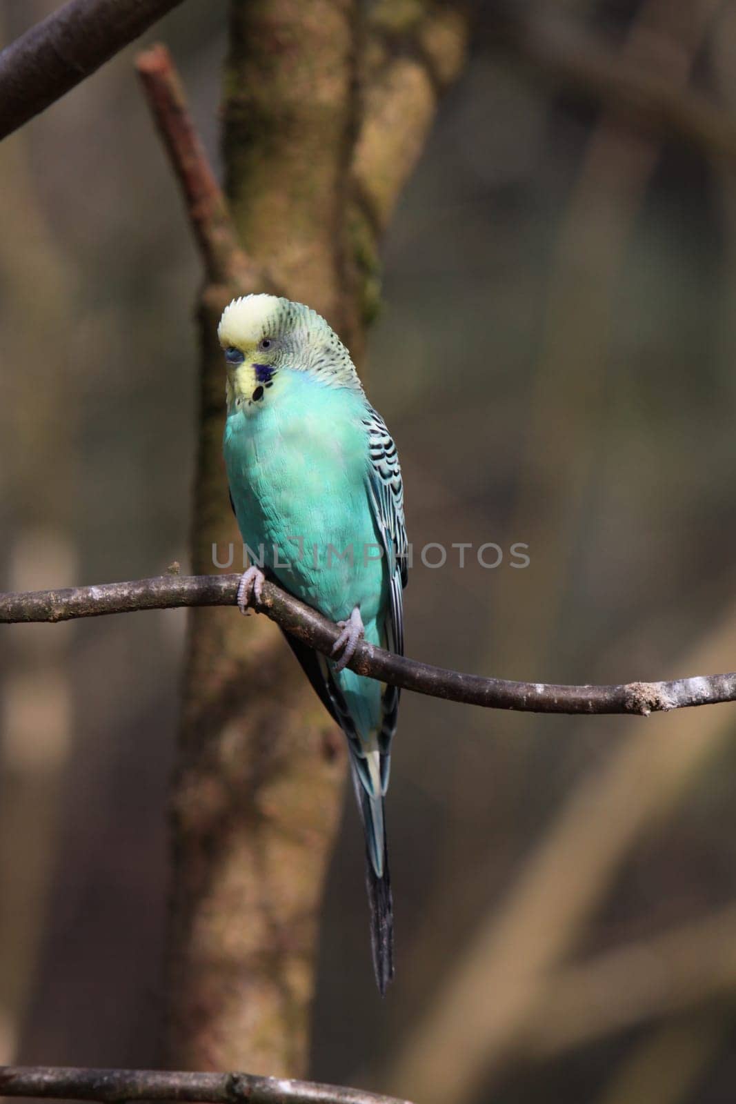 Budgerigar