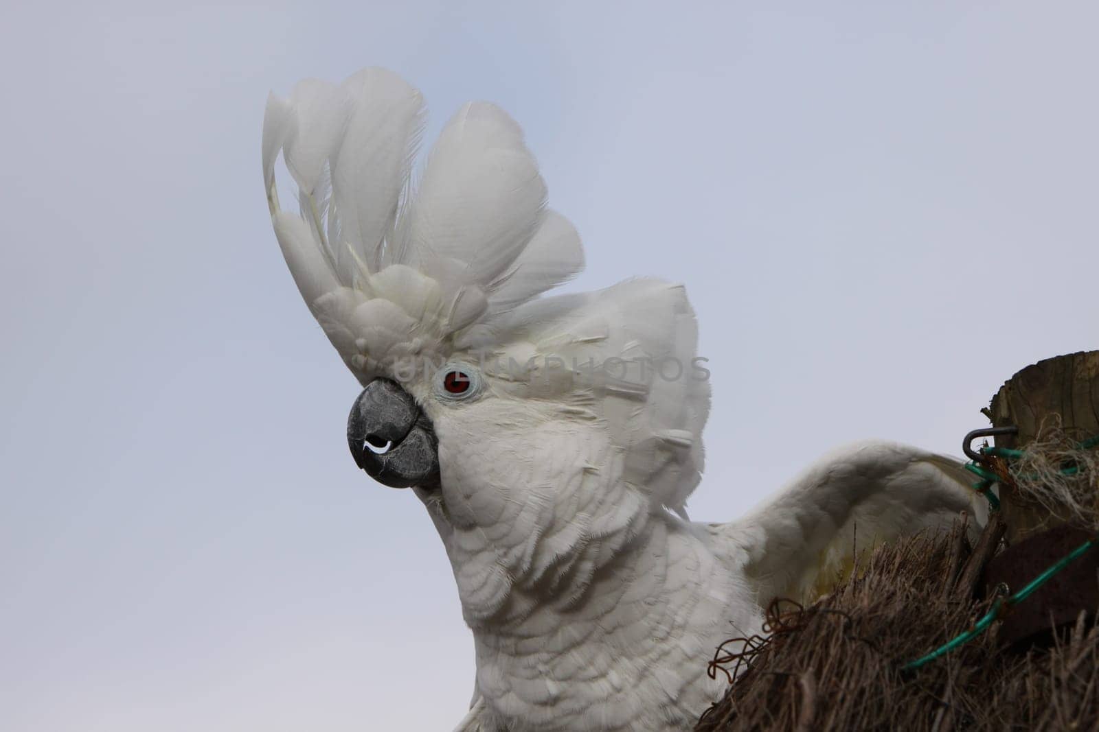 Umbrella cockatoo