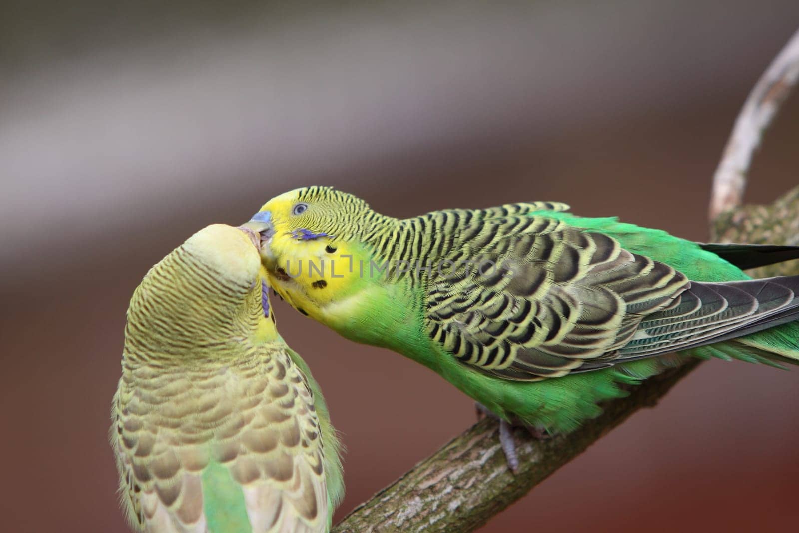 Budgerigar