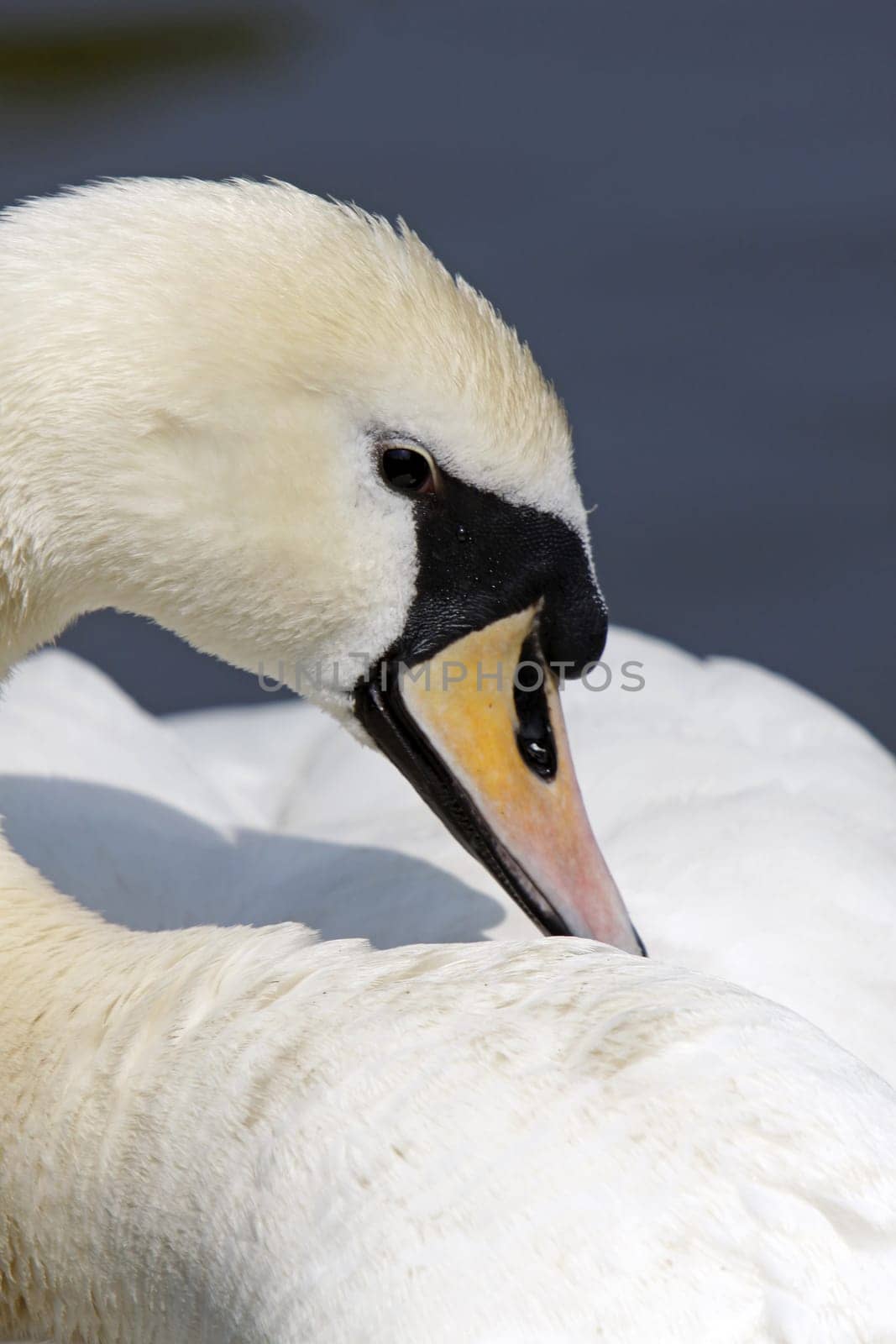 Mute swan