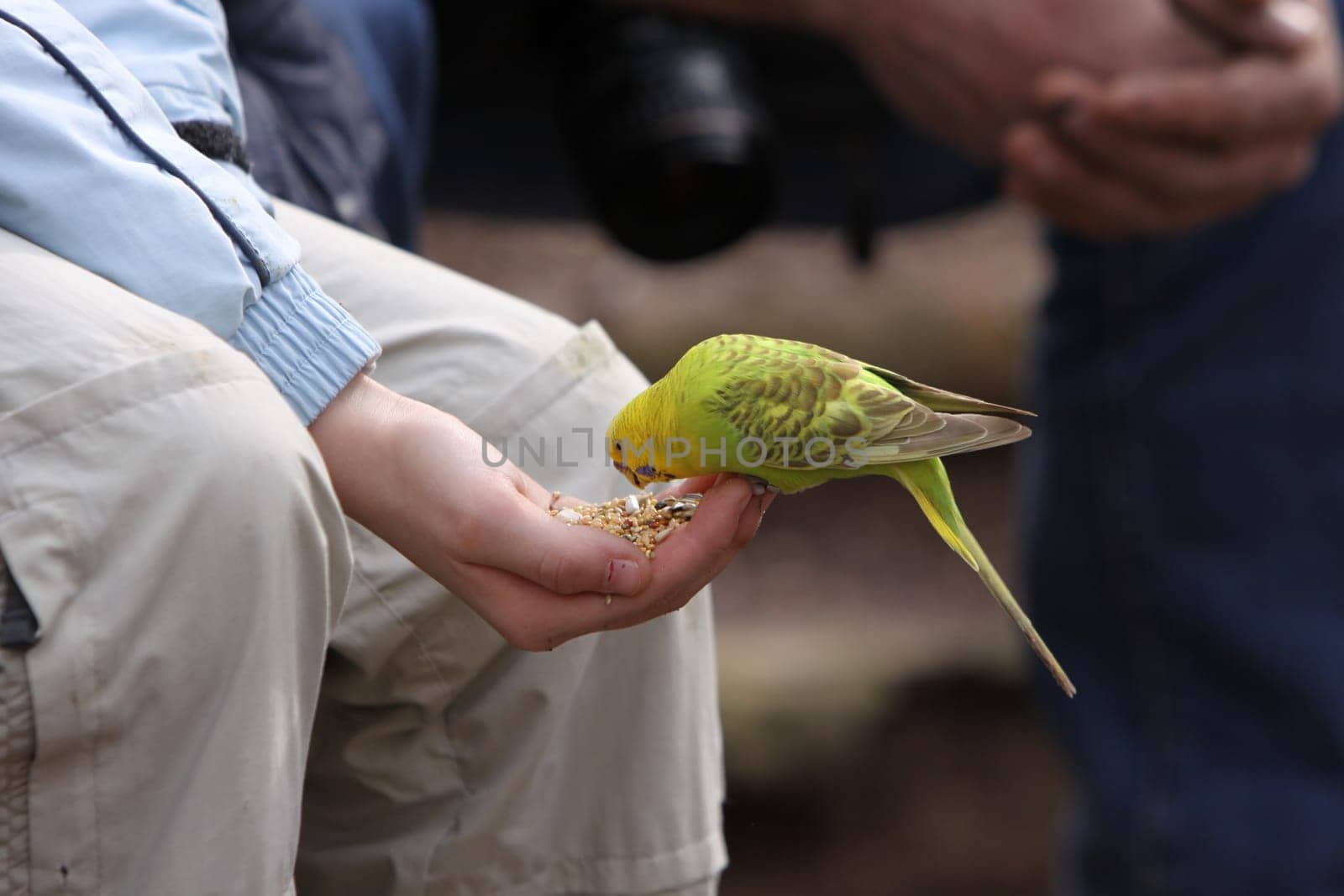 Budgerigar