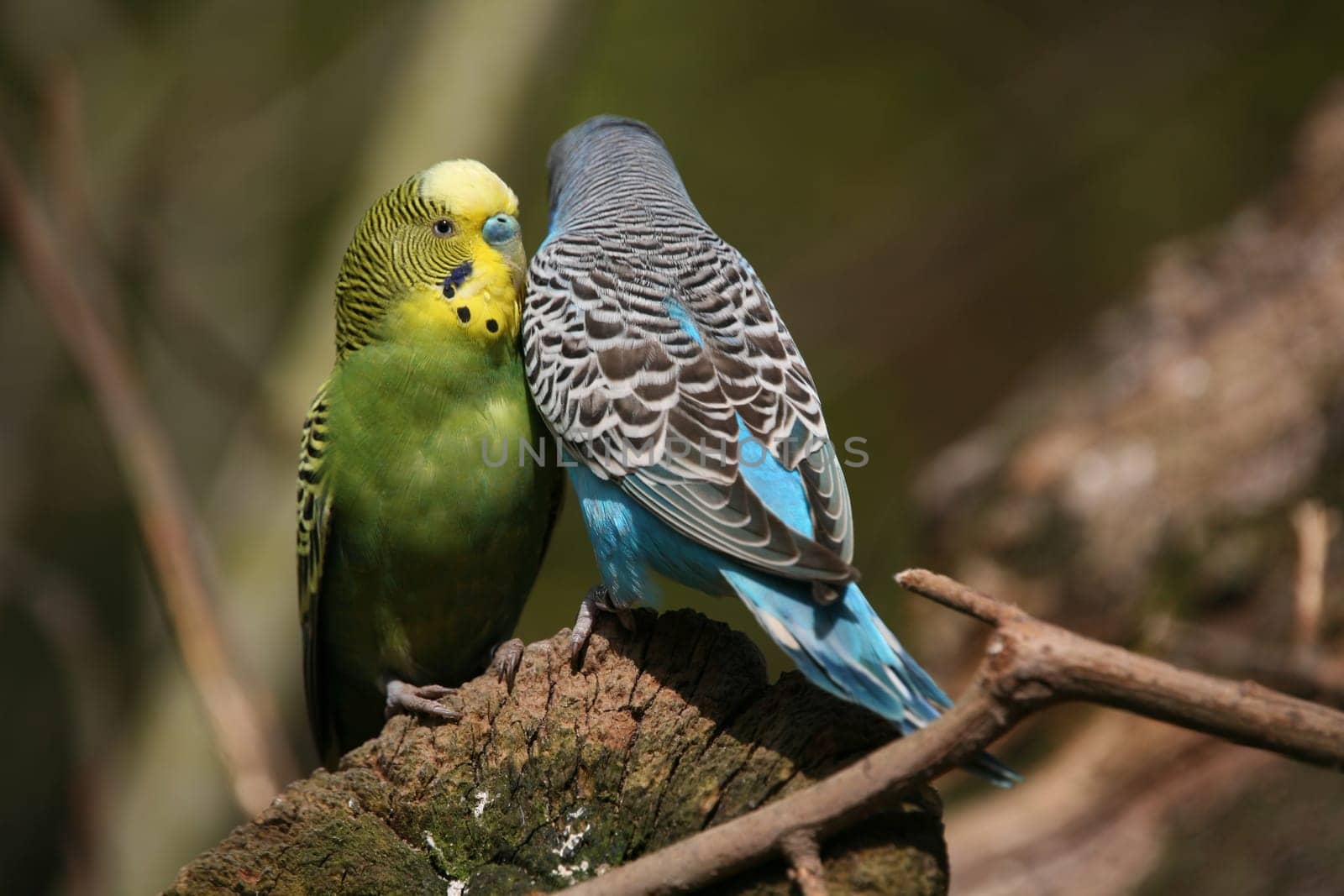 Budgies