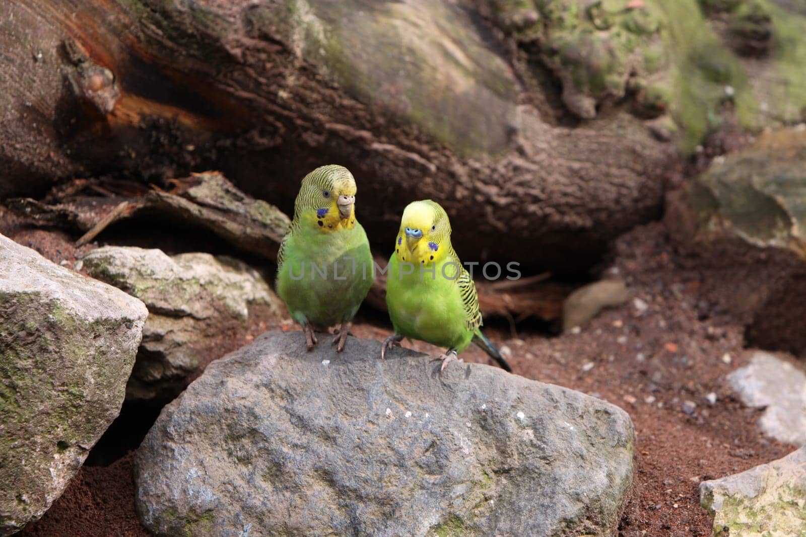 Budgerigar