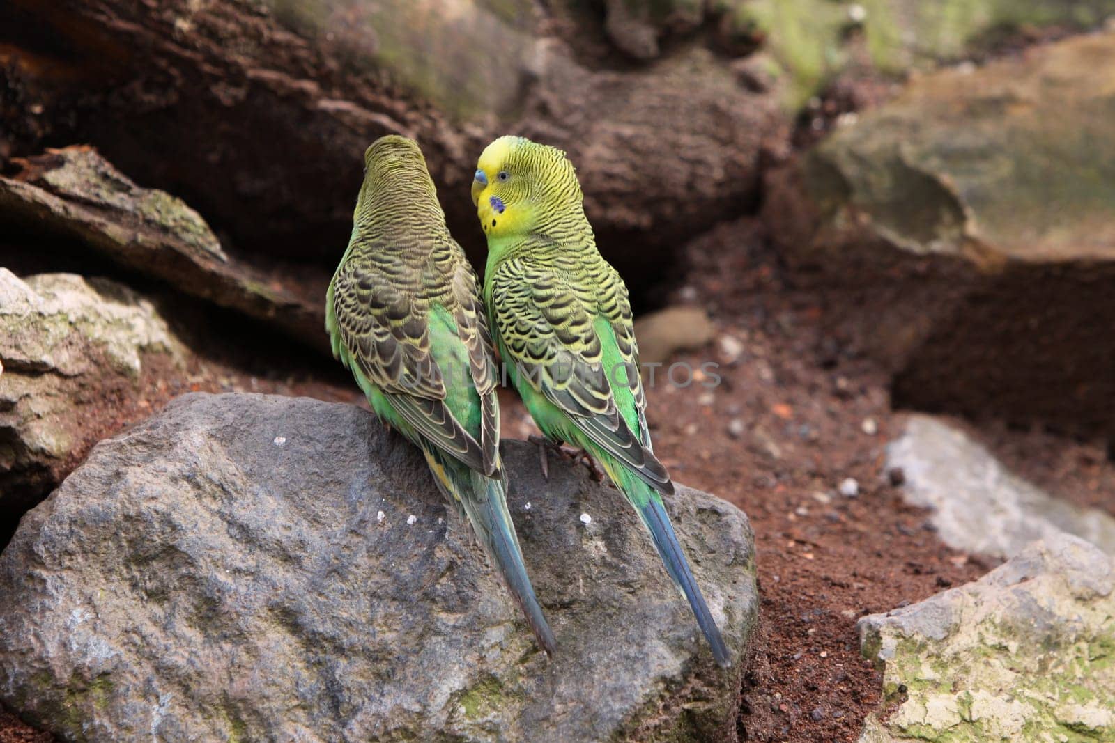 Budgerigar
