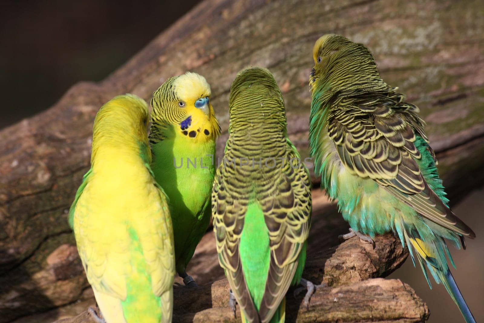 Budgies