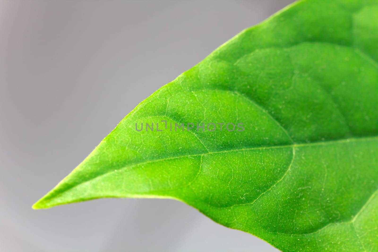 Avocado Leaves,Macro