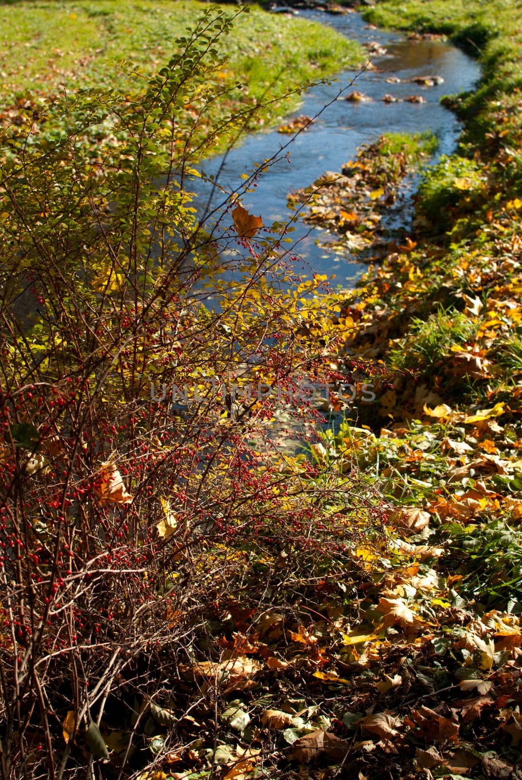 Wild Rose on the Bank of the Creek
