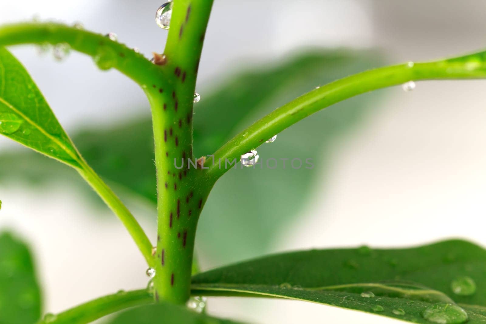 Avocado Leaves,Macro
