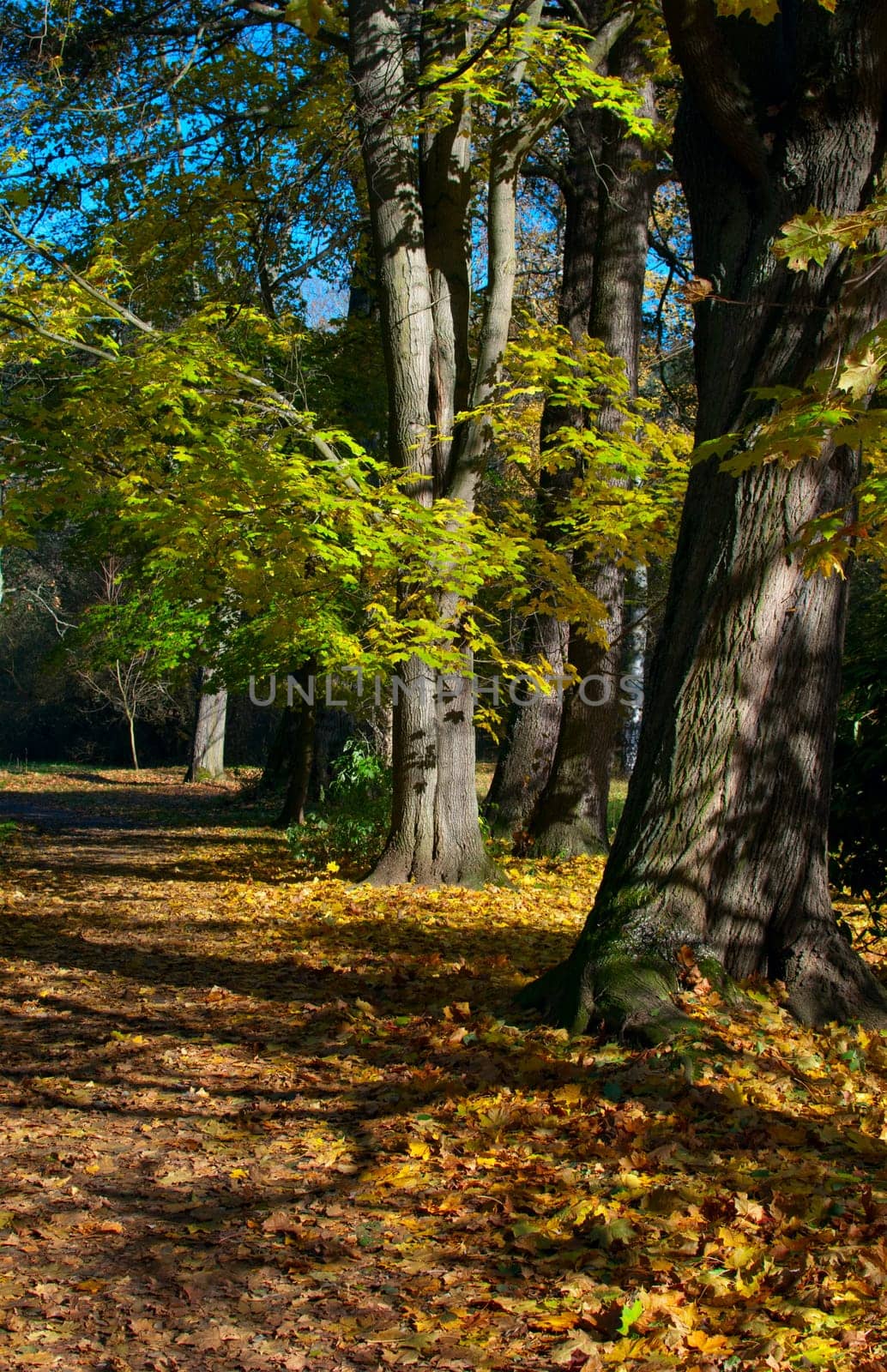 Autumn Forest - Path and Trees in Sunny Weather