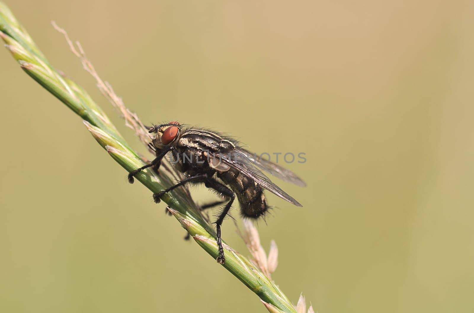 Fly on a blade of grass