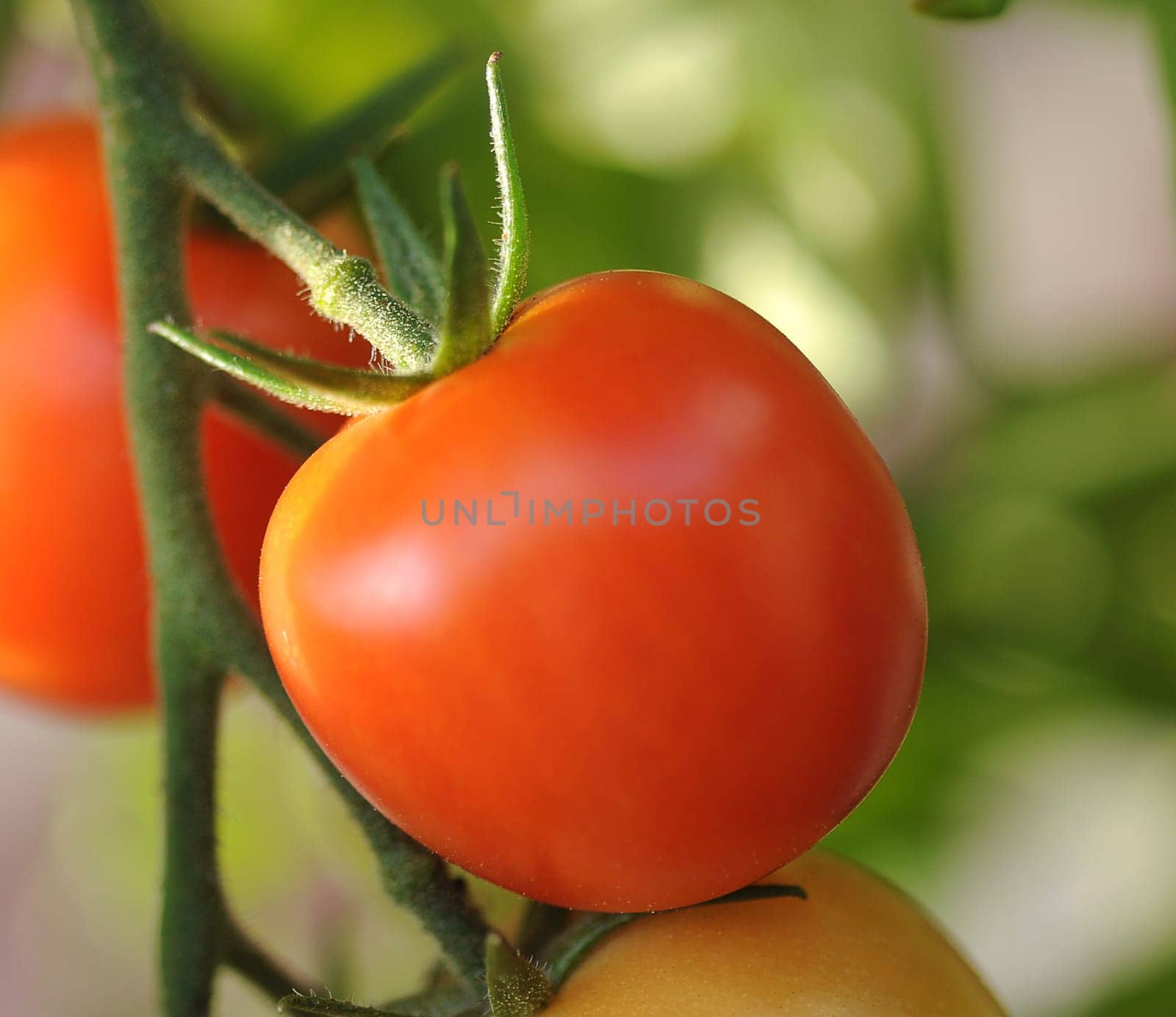Tomatoes