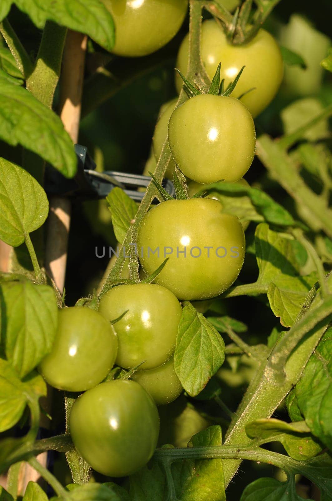 unripe tomatoes