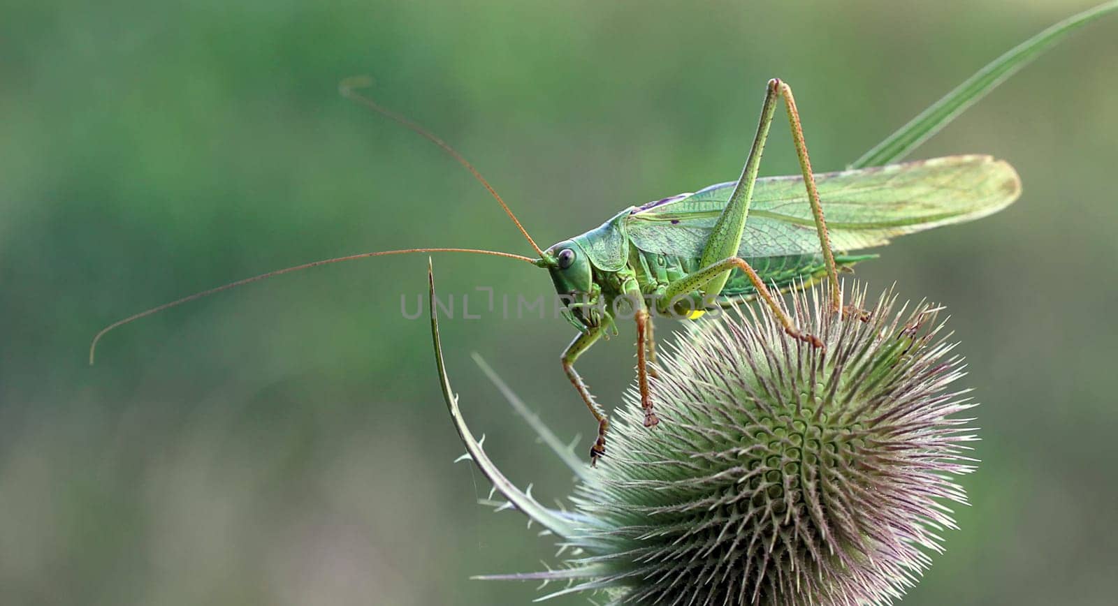 Tettigonia viridissima