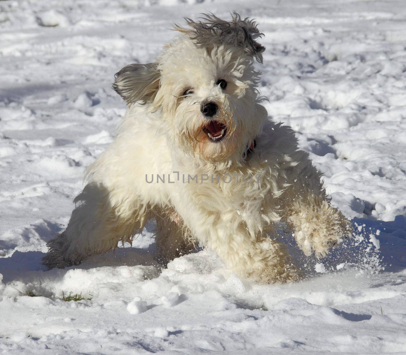 Snow Hound