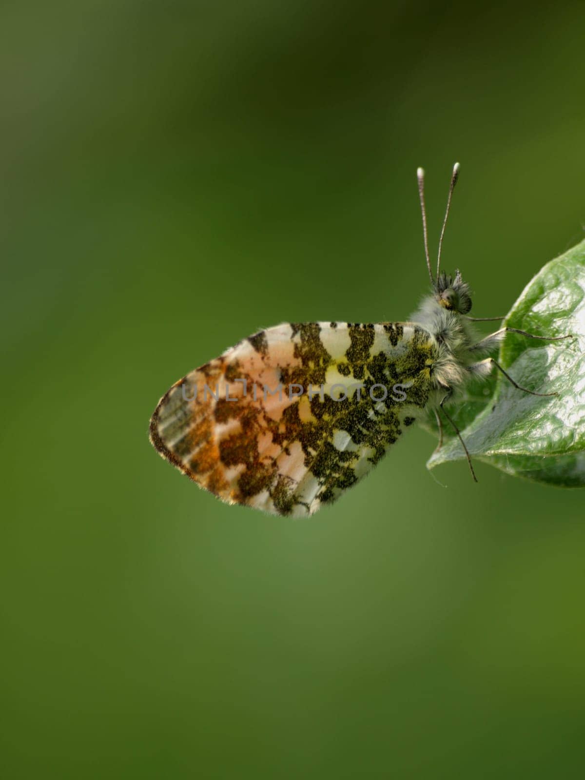 Aurora Butterfly