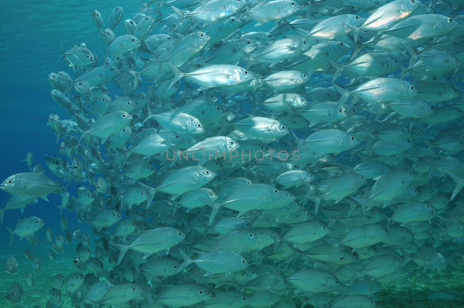 Mackerel in a shoal