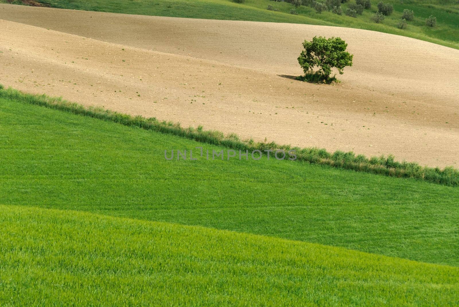 solitary tree in the hills of Siena in Tuscany