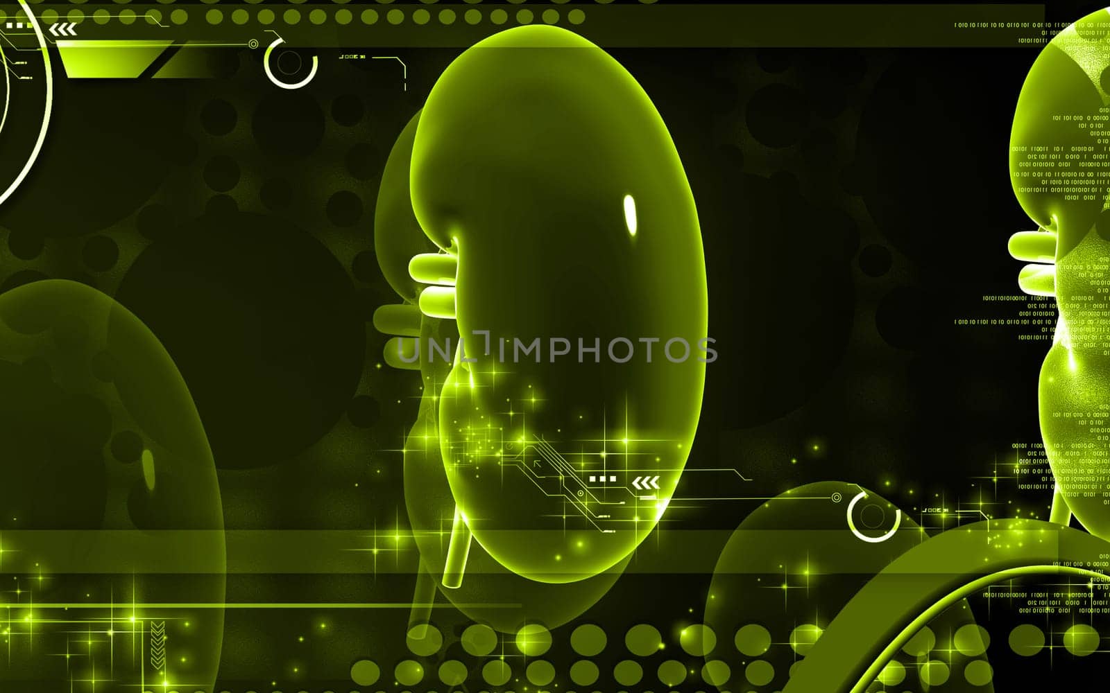 Digital illustration of kidney in colour background