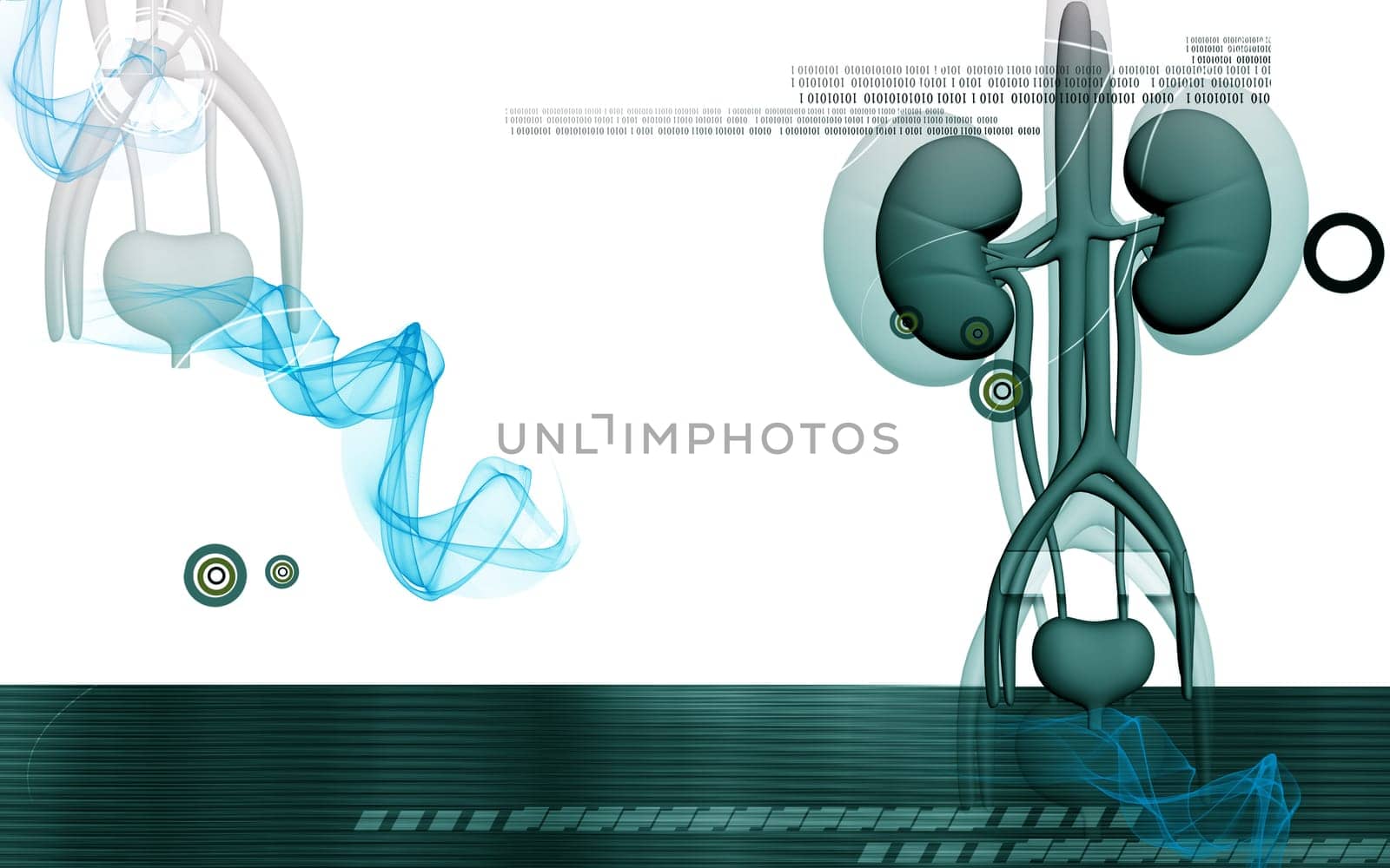 Digital illustration of kidney in colour background