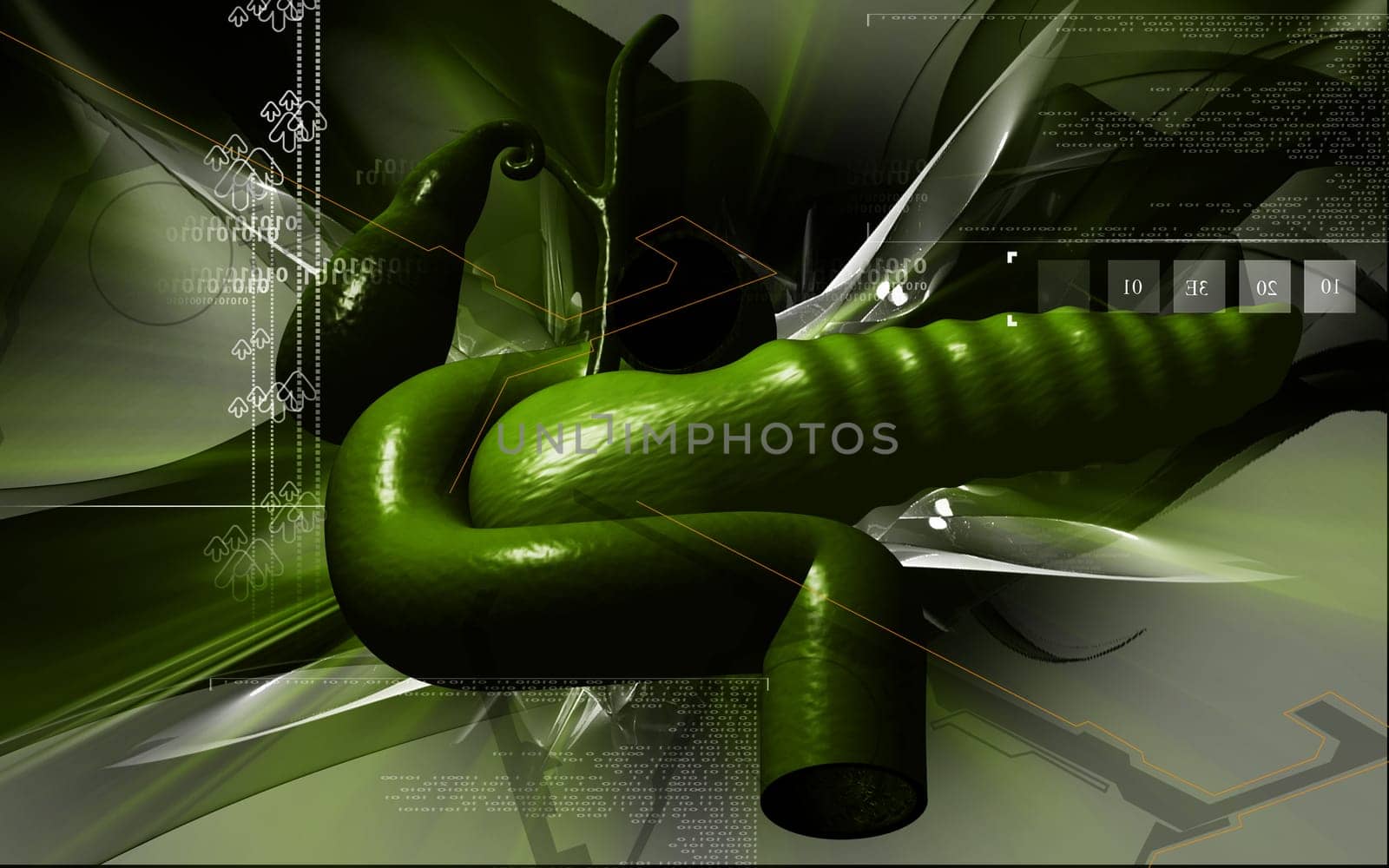 Digital illustration of pancreas in colour background