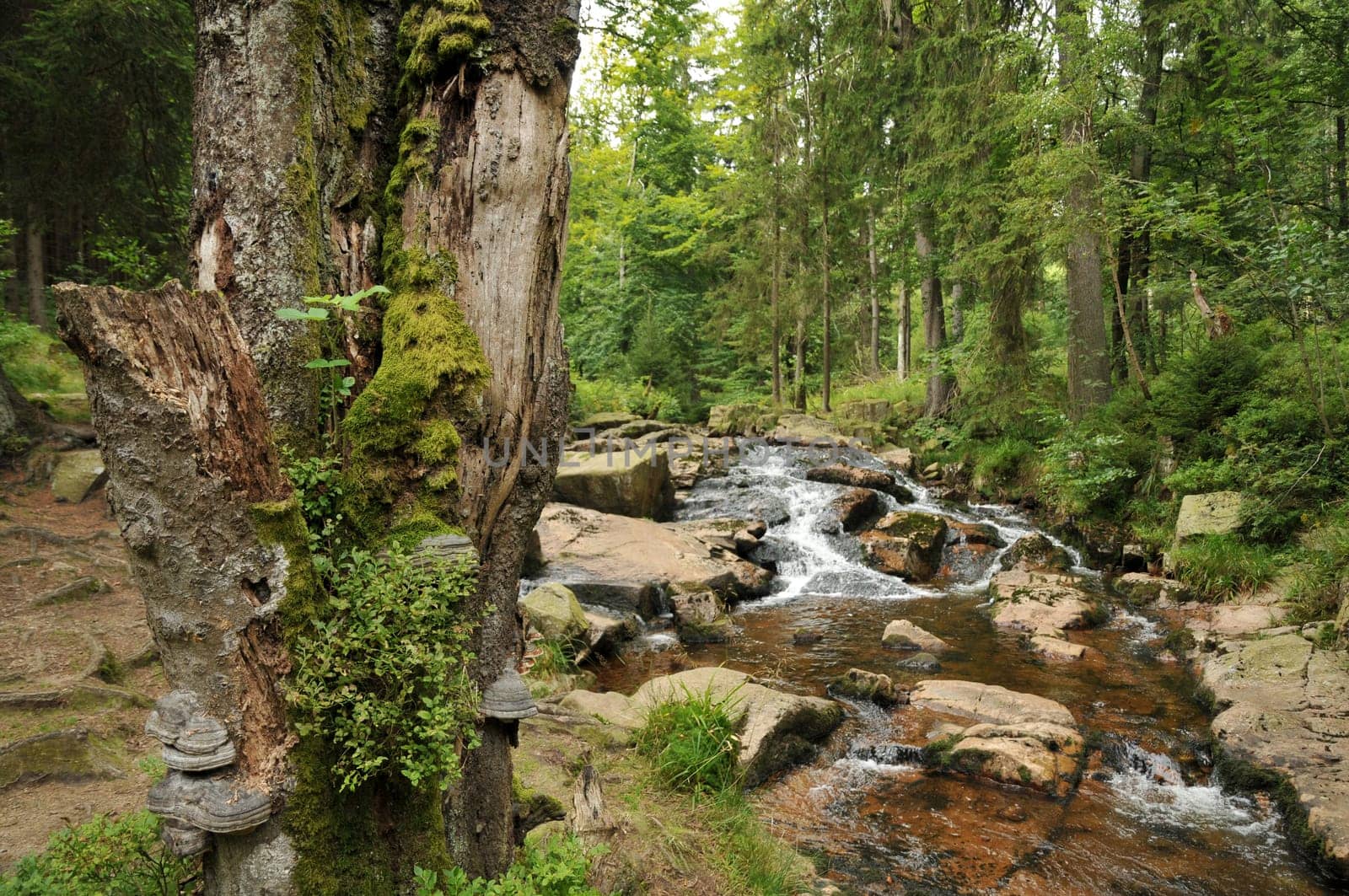 Tree trunk with tinder fungus at a stream in the Harz Mountains