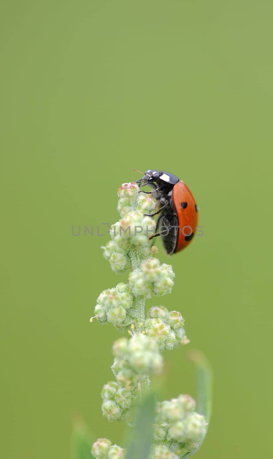 Ladybird