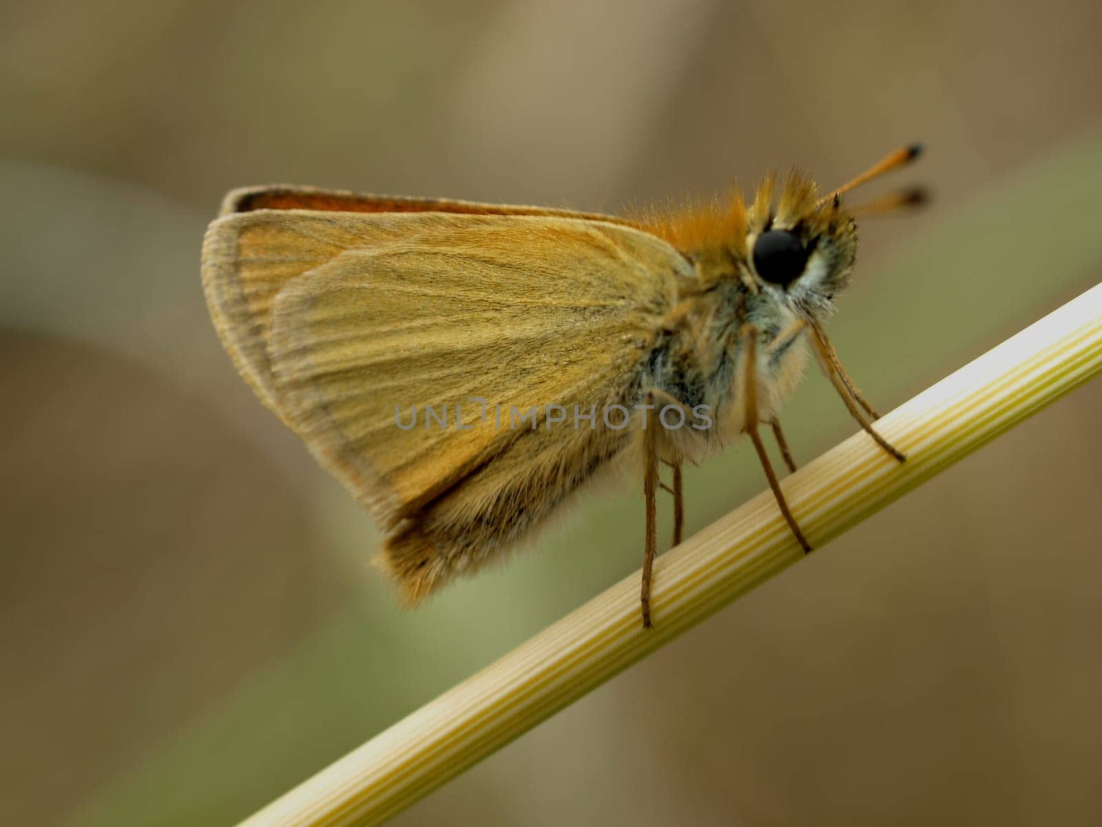 Rusty brown butterflies