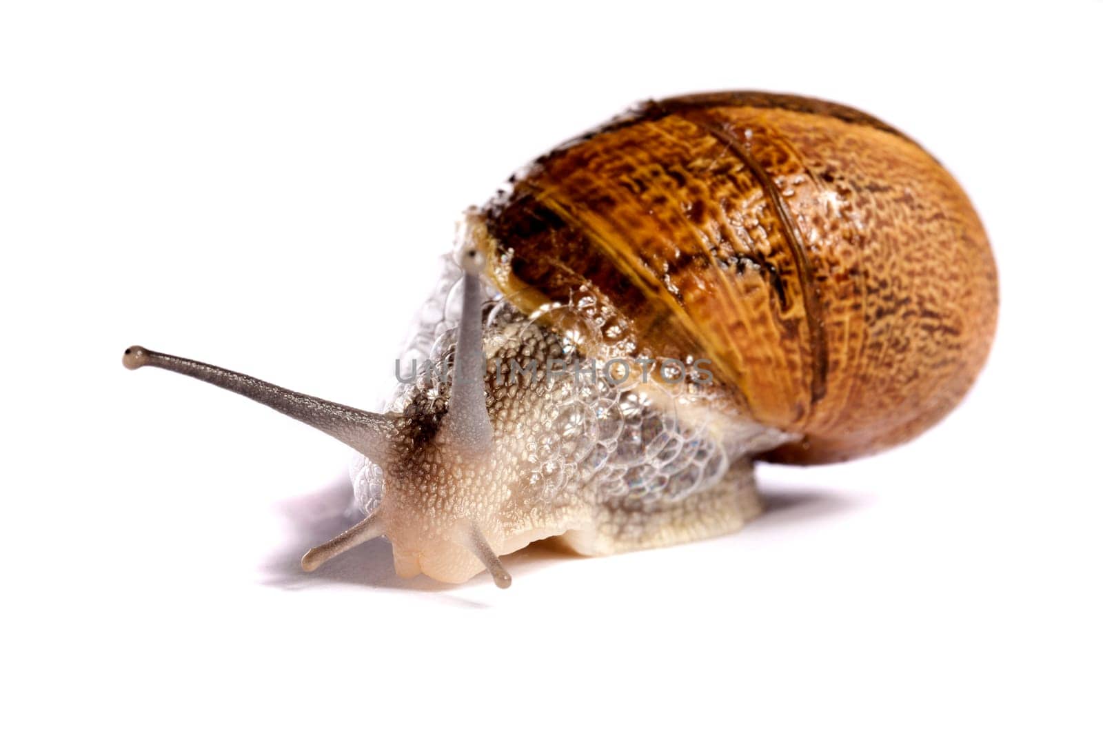 Close up view of a snail walking around on a white background.