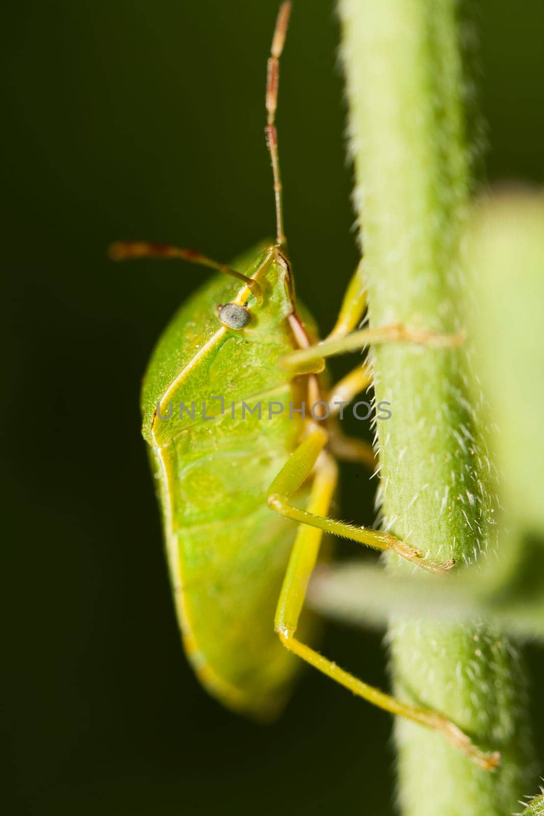 Close up view of a Southern Green Stinkbug (Nezara viridula).