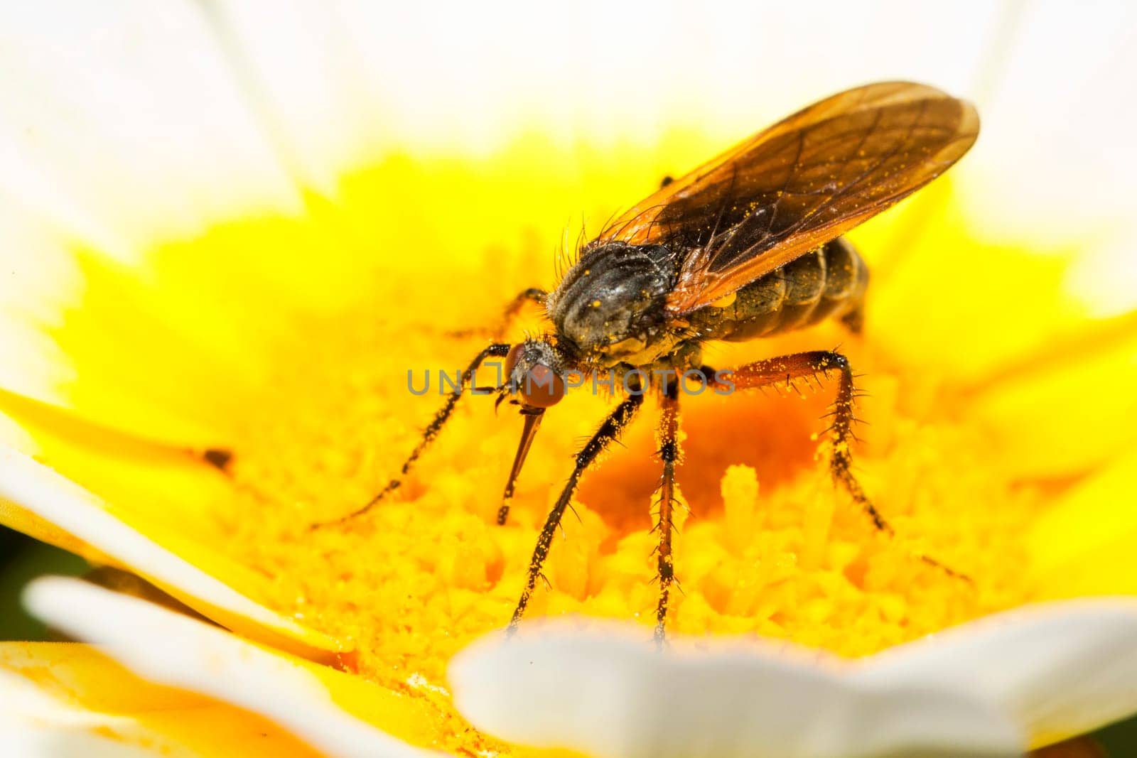 Close up view of the Balloon Fly (Empis tessellata) insect.