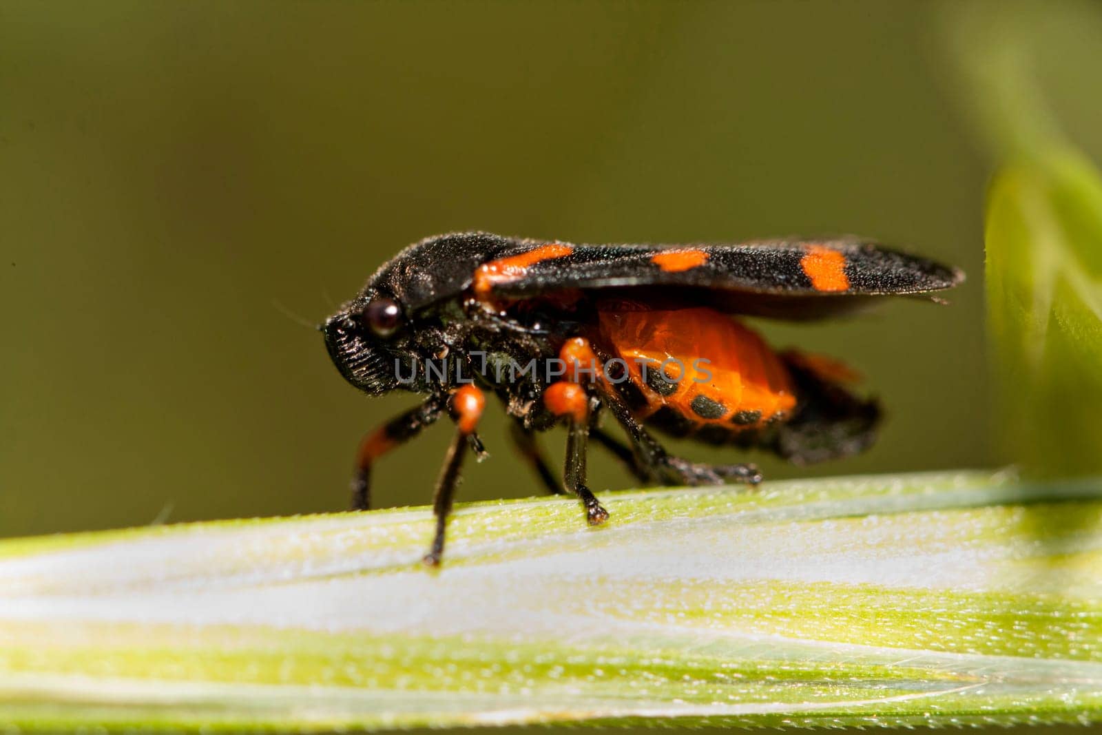 Close up view of a Cosmoscarta thalia bug.