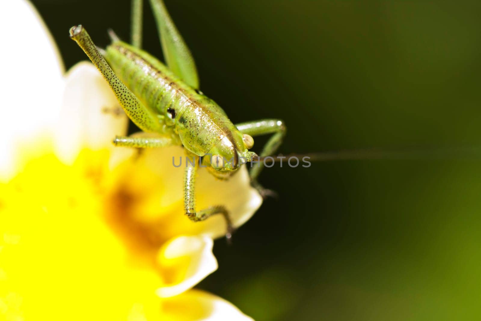 Close up view of a Katydid (Odontura glabricauda), male nymph.