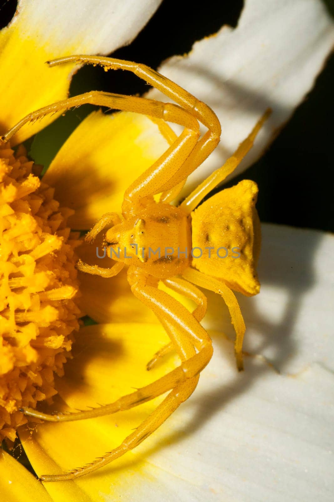 Close up view of a Yellow crab spider (Thomisus onustus).