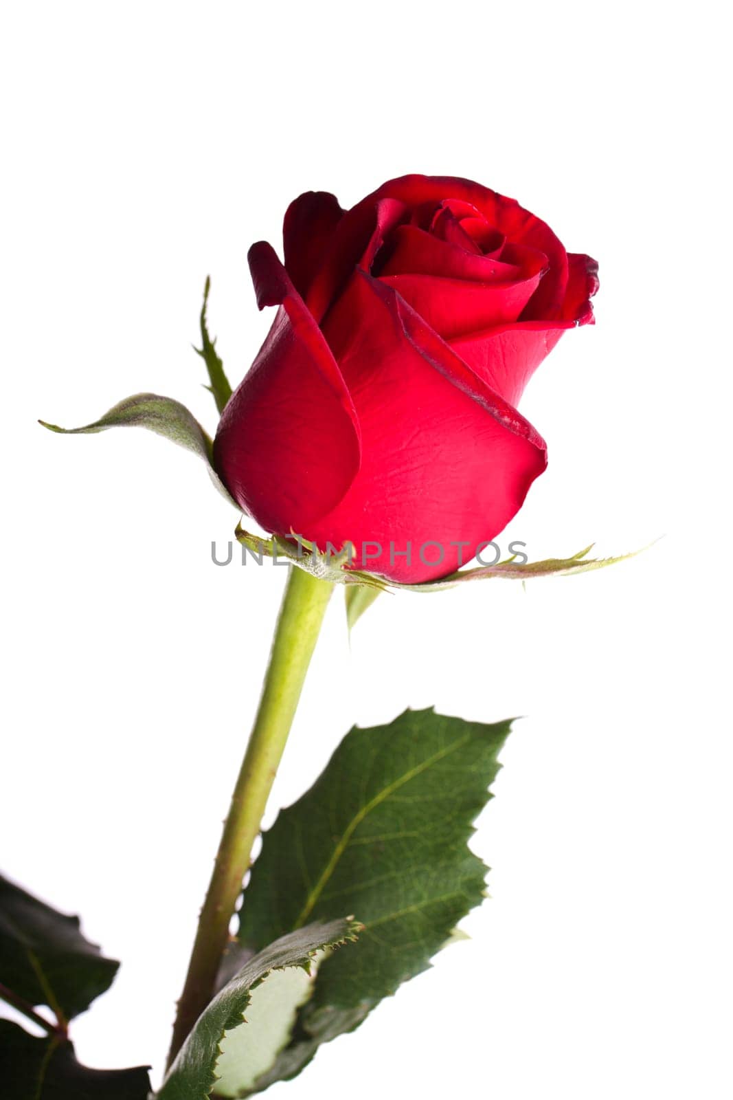 Close up view of a red rose flower isolated on a white background.