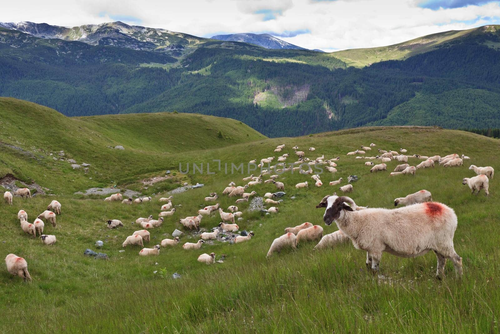 a flock of sheep in a mountain valley