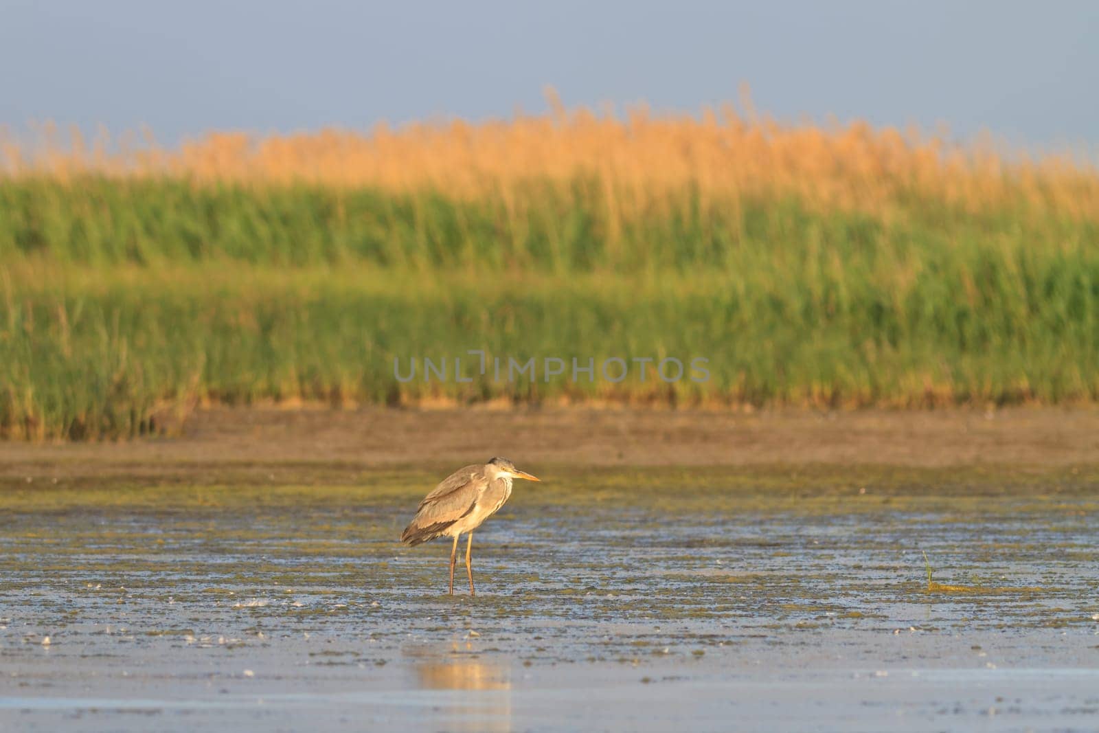 Grey Heron (Ardea cinerea) in Danube Delta, Romania