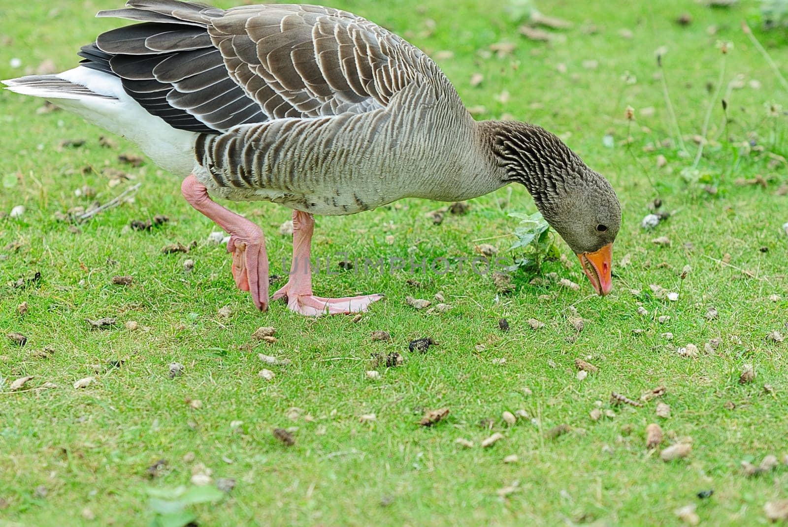 greylag goose