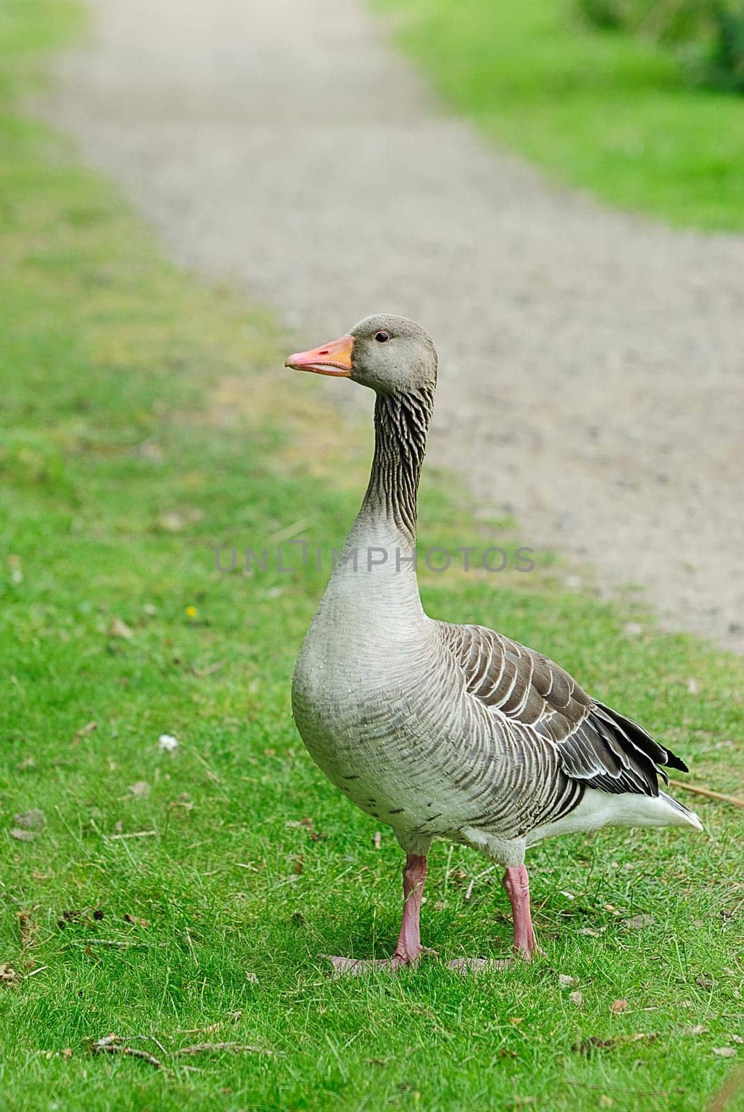 greylag goose