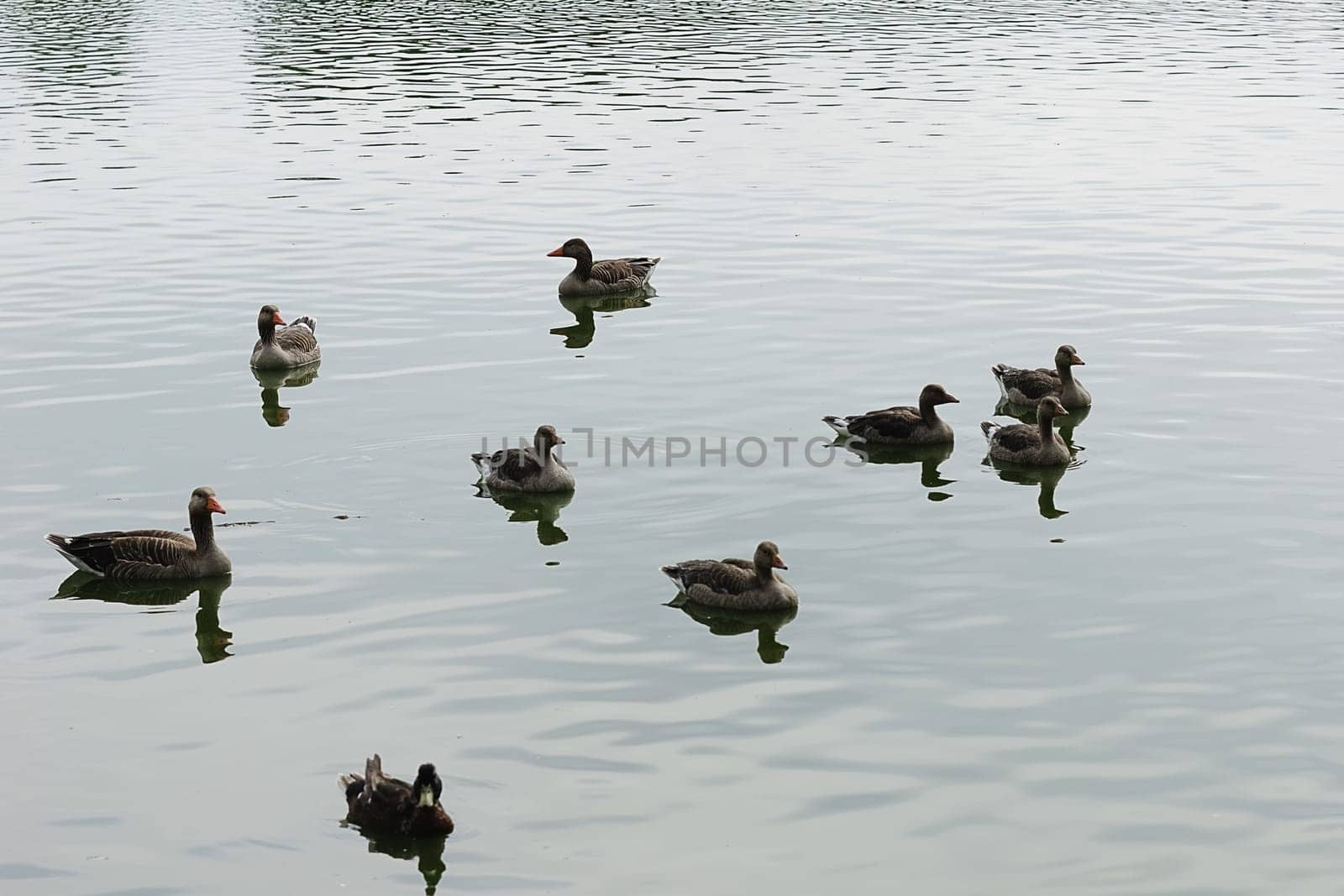 greylag goose