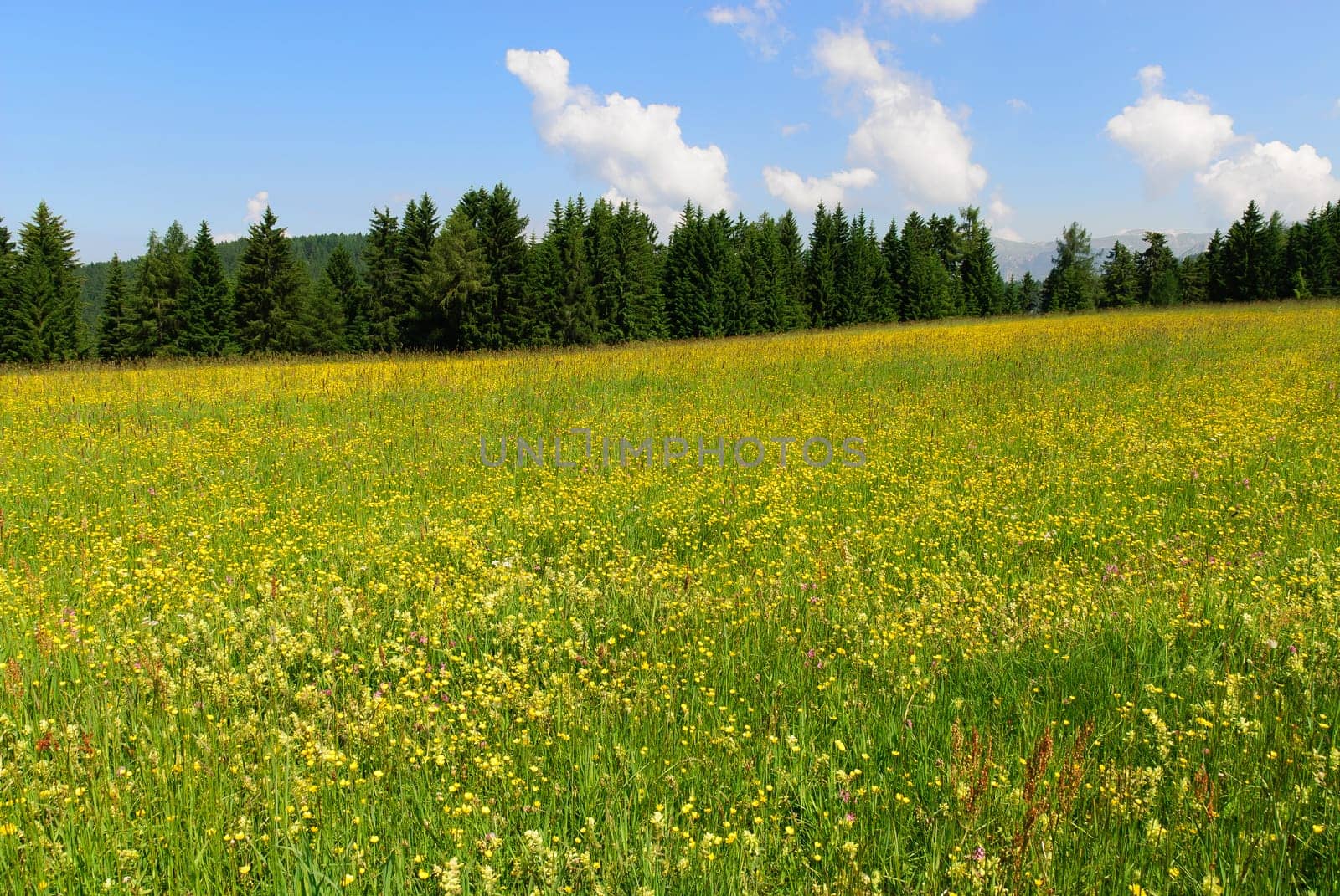 meadow with yellow flowers trees