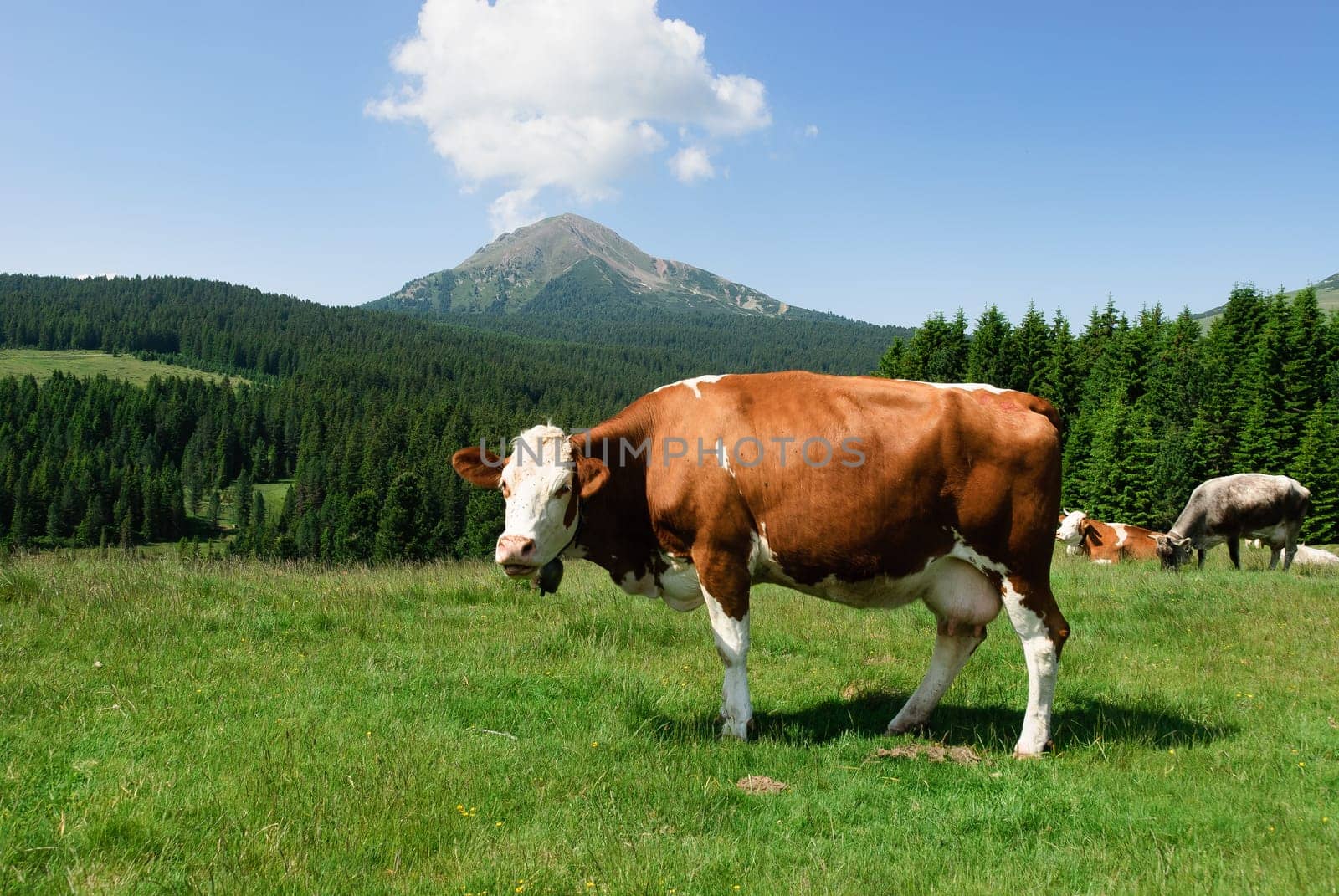 Cow with the background of mountains and clouds in the sky Italy, Trentino Alto Adige