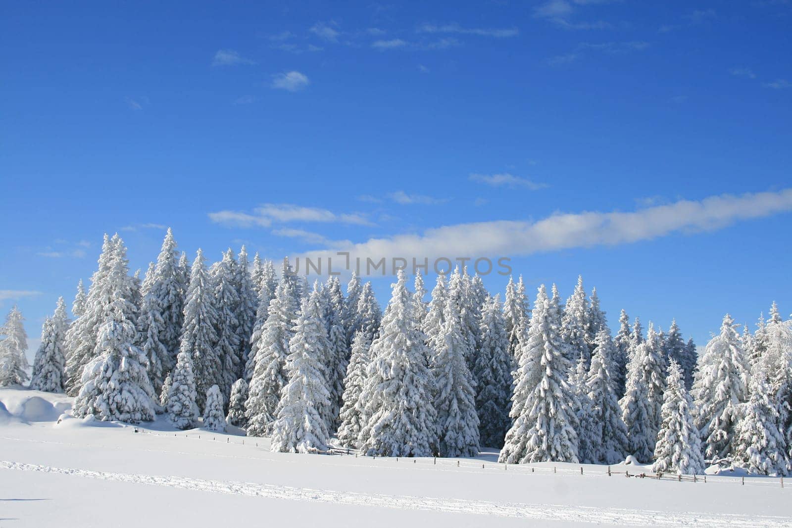 winter or winter snow or winter ice or winter deep snow
