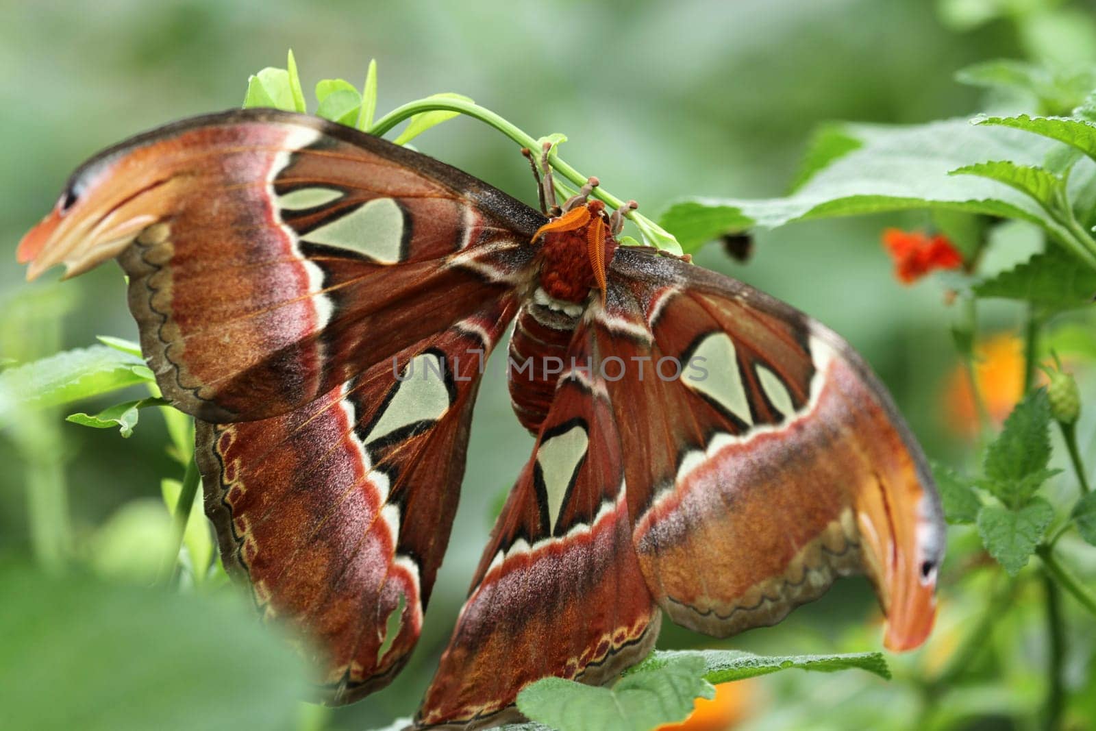 Atlas butterfly