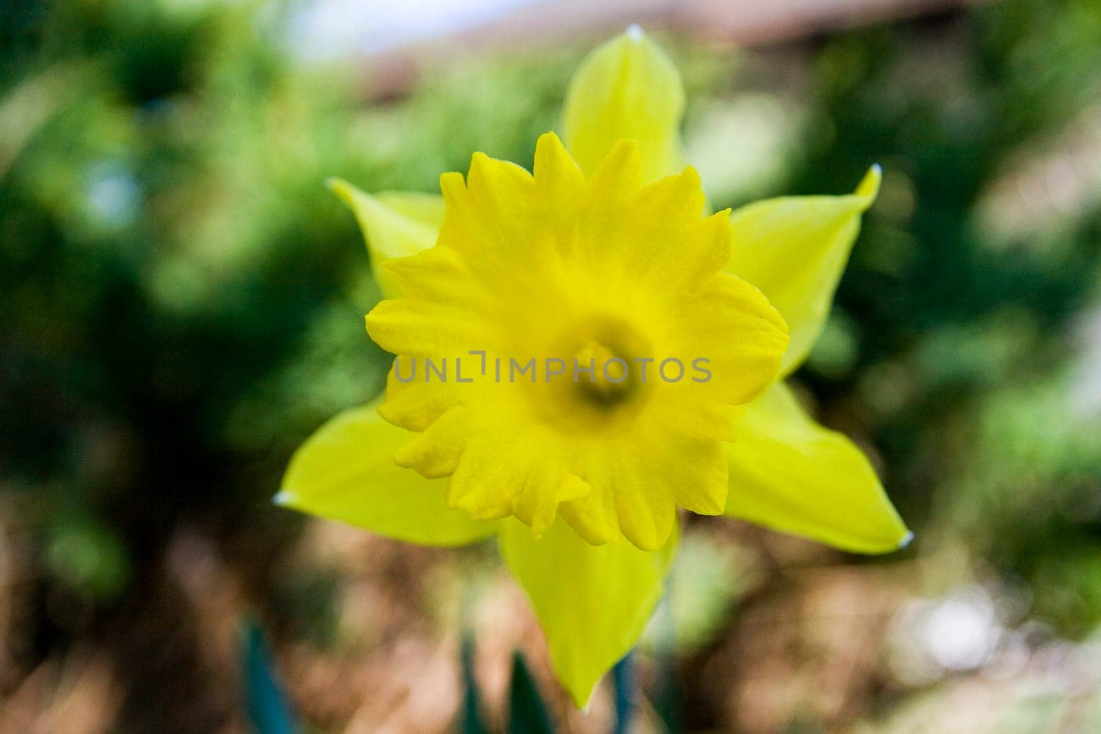 Narcissus